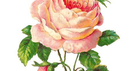 Antique Images Flower Scrapbooking Pink Rose With Buds Vintage Digital