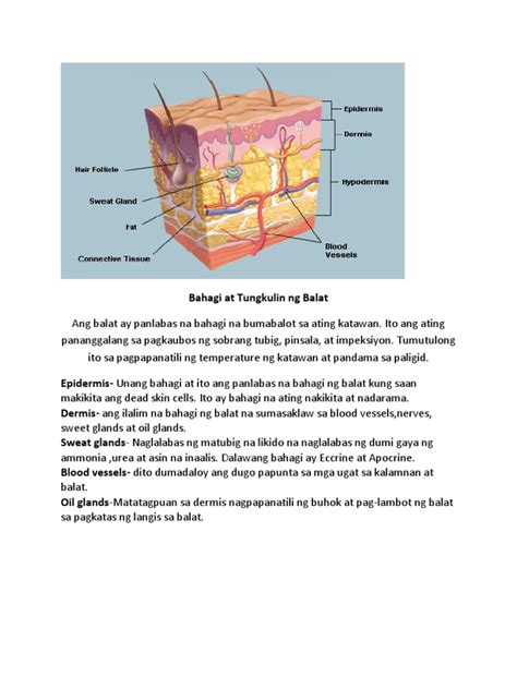 Teachers, files, visual materials, visual aids, flashcards, picture cards, charts, educational materials, kindergarten teacher, primary teacher, literacy, parts of speech tagalog, parts of speech filipino, bahagi ng pananalita. Bahagi Ng Balat at Gamit Nito