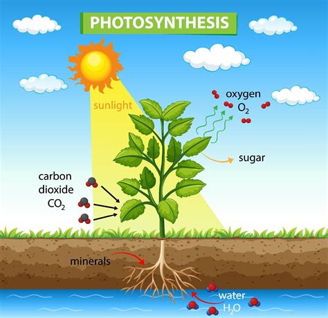 Diagram Showing Process Of Photosynthesis In Plant Vector Art At Vecteezy