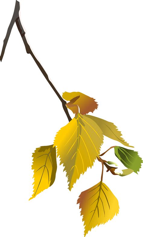 Autumn Branch Png Png Image Collection