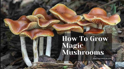 How To Grow Magic Mushrooms Step By Step Htg