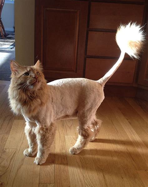 Lion Cut On Cat Cat Vrt