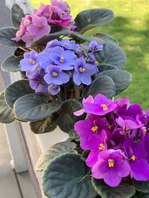 African Violet Pots Plant Care And An Easy T Idea Celebrated Nest