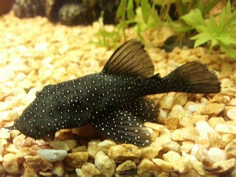 My Beautiful Peppermint Bristlenose Ancistrus Bristlenose Fish