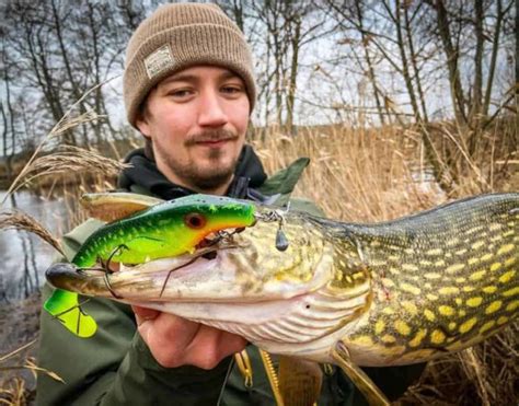 Northern Pike Teeth Weaponry Of A Freshwater Predator Strike And Catch