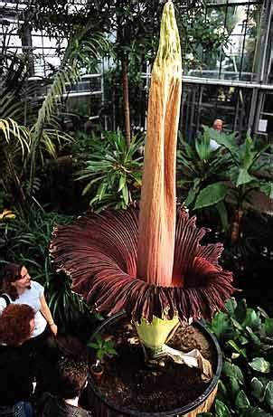 As mentioned in the intro part, this flower has a diameter of 3 feet, weighs over. A Look into the World of Weird and Exotic Flowers and ...