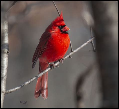Northern Cardinal Great Bird Pics