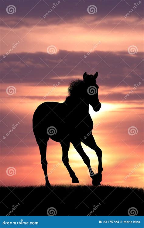 Horse In Sunrise Stock Photo Image Of Beast Emotions 23175724