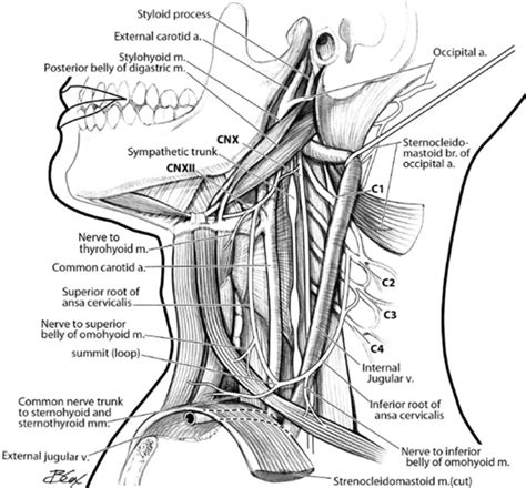 Selective Laryngeal Adductor Denervation Reinnervation Surgery For