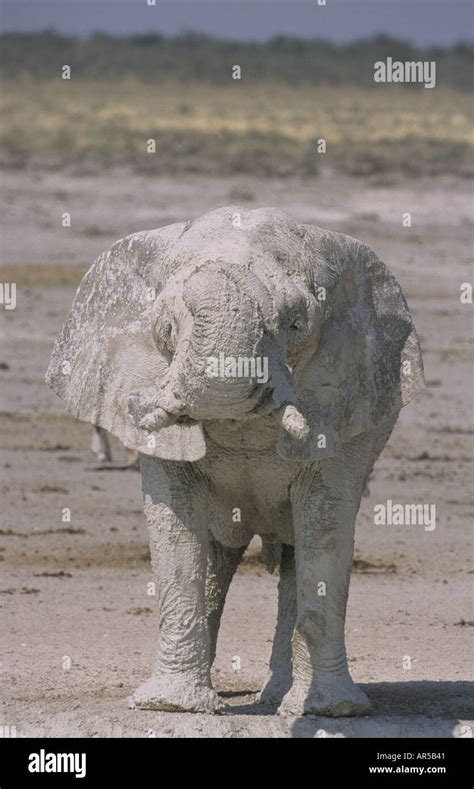 African Bull Elephant Swinging Trunk Namibia Stock Photo Alamy