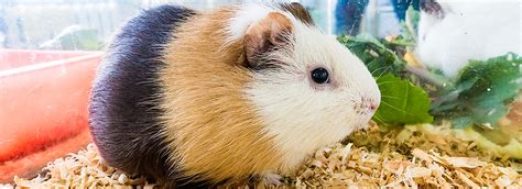 Small Pet Travel Guide: Carriers and Cages
