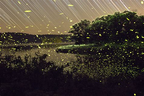 Magical Long Exposure Firefly Pictures By Vincent Brady Demilked