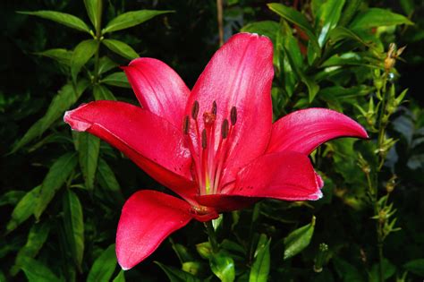 Hot Pink Lily Flower Image Free Stock Photo Public Domain Photo