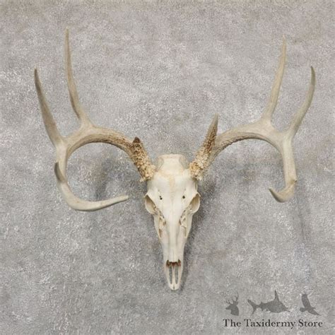 Whitetail Deer Skull European Mount For Sale 18937 The Taxidermy Store