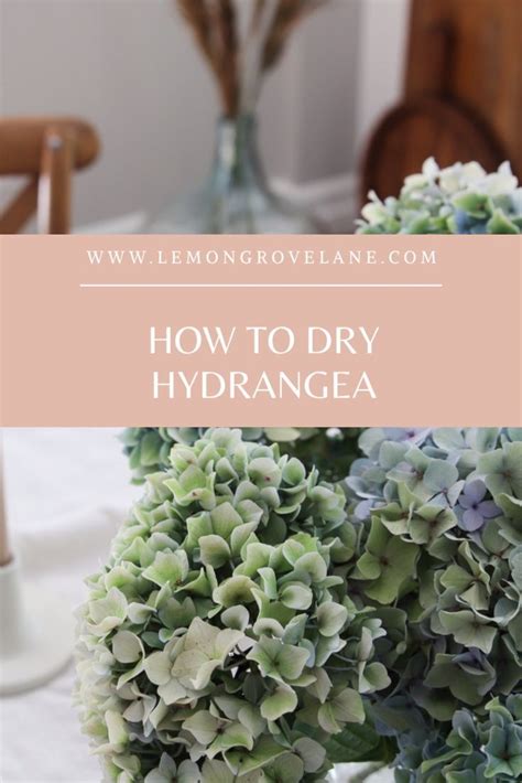 How To Dry Hydrangea Such An Easy Process Dried Flowers Will Last For