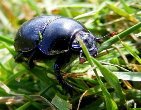 Black Sexton Beetle Identification Life Cycle Facts And Pictures