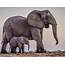 My Summer Vacation Three Weeks With Elephants  By Stanford Magazine