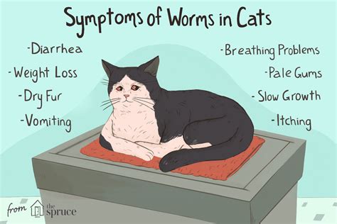 Tapeworms In Cats
