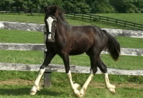 Pin By The Equestrienne On Baby Love American Saddlebred Horses