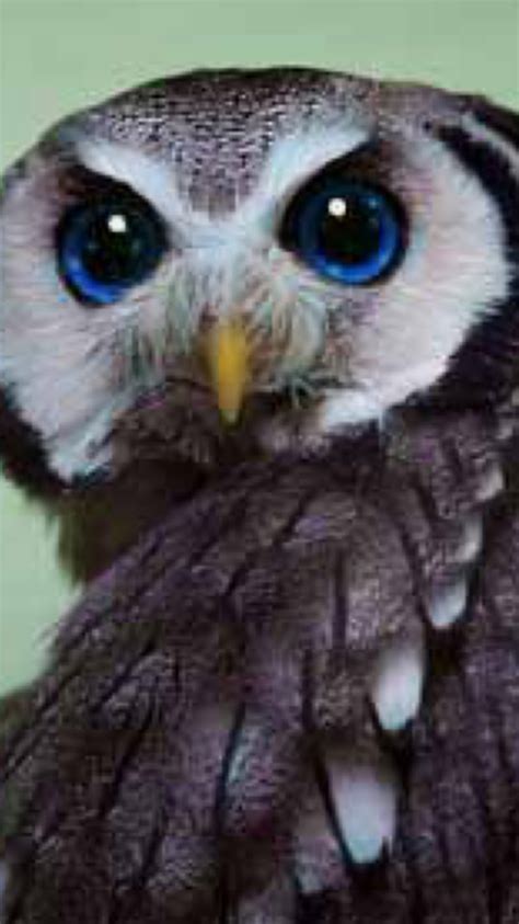 Pin By Kelsey Boswell On Animals Beautiful Owl Owl Pictures Owl