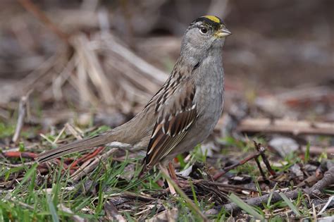 Golden Crowned Sparrow Oregon Birding Association