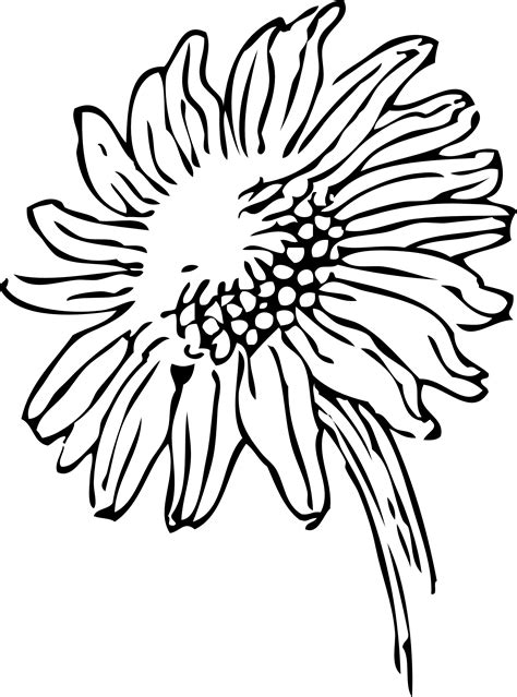 Sunflower Black And White Sunflowers Clipart Black And White Free