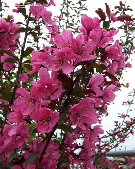 Plantfiles Pictures Flowering Crabapple Prairie Fire Malus By