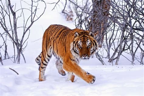 26 Spectacular Pictures Of Siberian Tigers In Their Natural Habitat