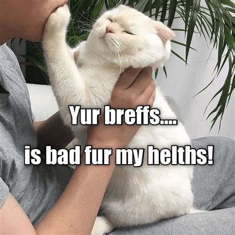 Top Memes Of The Week Cheezburger Users Edition I Can Has Cheezburger Cat Quotes
