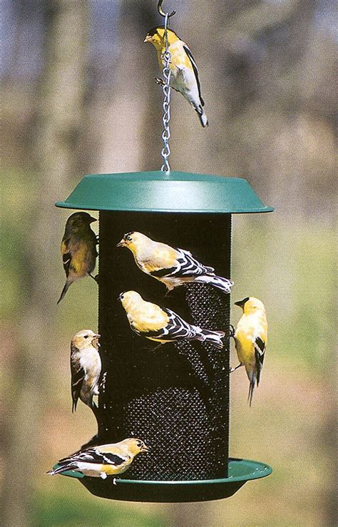 The 4 Best Finch Feeders Your Backyard Bird Feeding