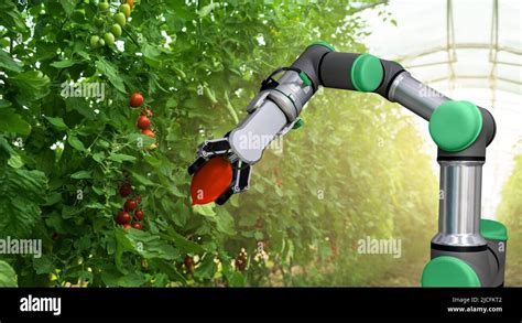 Robot Is Working In Greenhouse With Tomatoes Smart Farming And Digital