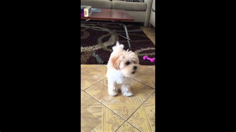 Baby Maltipoo Barking At Toy Youtube