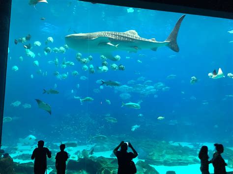 The Famous Georgia Aquarium Aquariums