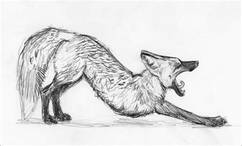 Check spelling or type a new query. Cross Fox Stretching sketch by silvercrossfox on DeviantArt