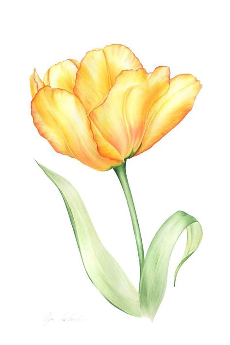Yellow Tulip Watercolour By Olga Koelsch Artfinder Yellow Flowers