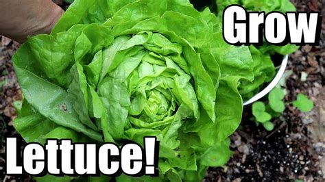 How To Grow Lettuce From Seed To Harvest Youtube