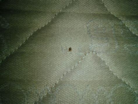 Alo Hotel By Ayres Orange Bed Bugs Bargoose Elite Zippered Bed Bug