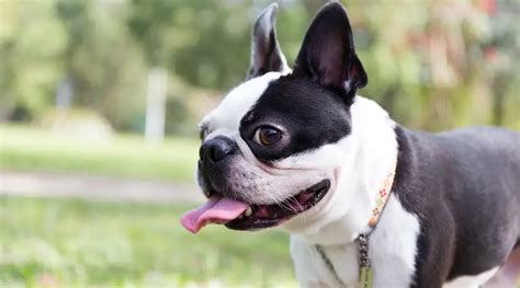 Best Dog Foods For Boston Terriers Puppies Adults And Seniors