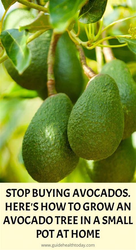 Natural Antibiotics Growing An Avocado Tree Avocado Tree Herbalism