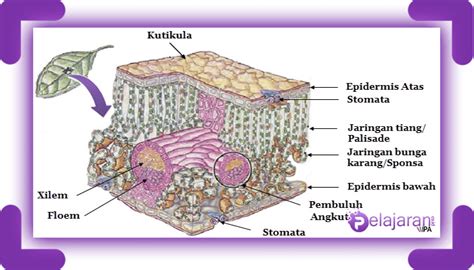 Jaringan Penyusun Daun Dikotil Fungsi Dan Penjelasannya LENGKAP