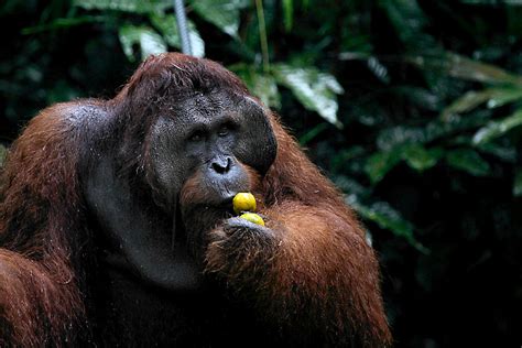 Large Male Orangutan Borneo Photograph By Carole Anne Fooks