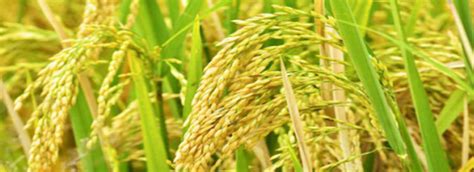 Sahyadri Megha: New Paddy Variety - AGRI ICAR JRF-India Leading Site for ICAR JRF and SRF Mock Test