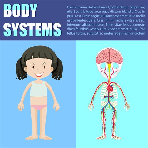 Human Body Systems Diagrams For Kids