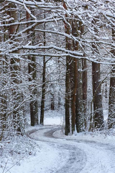Path In Forest Snowfall After Stock Image Image Of Pure Scenic