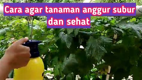 Berikut merupakan beberapa trik dan cara merawat pohon durian yang masih kecil agar bertahan hingga berbuah. Cara merawat pohon anggur untuk persiapan pembuahan - YouTube
