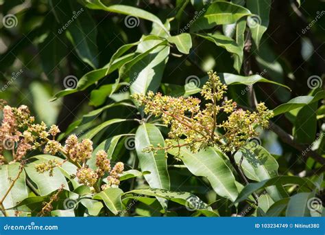 Mango Tree Blossoms Of Mango Flower Stock Image Image Of Thailand