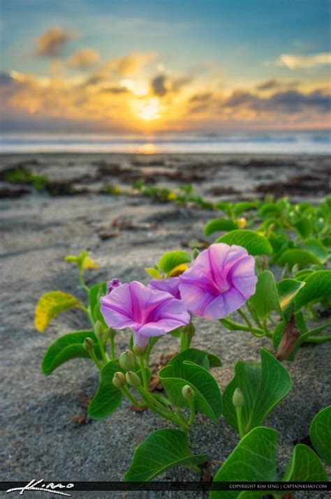 Stuart Beach Sunrise Hutchinson Island Morning Glory Flowers