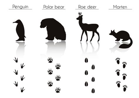 Animals With Footprint Silhouette Vector Material 06 Free Download