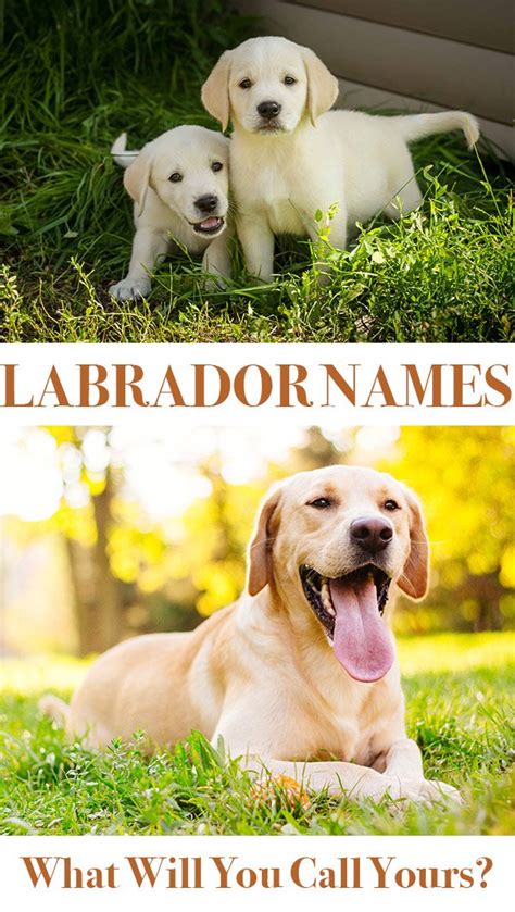 Which cute puppy names do you prefer? Labrador Names: Hundreds of Great Ideas to Help You Name ...