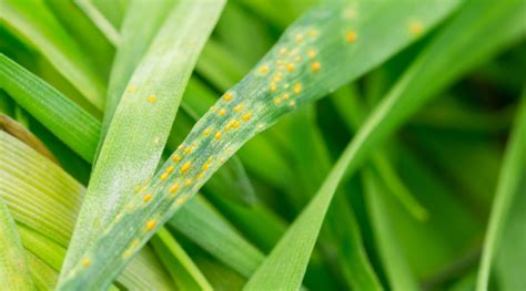 6 Common Lawn Diseases To Look For Backyard Boss